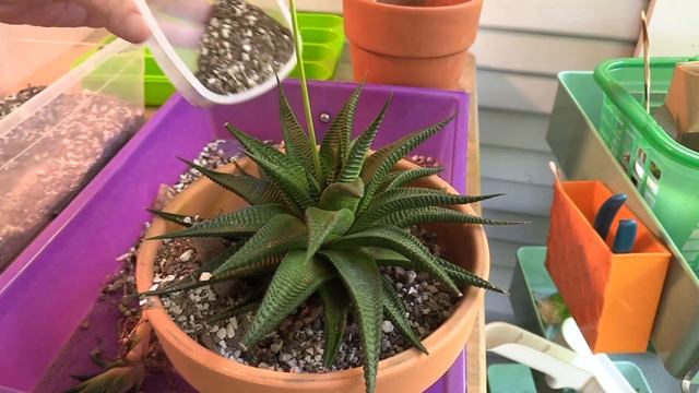 Repotting one of my favorite succulents: Haworthia limifolia 'Fairy's Washboard' смотреть онлайн