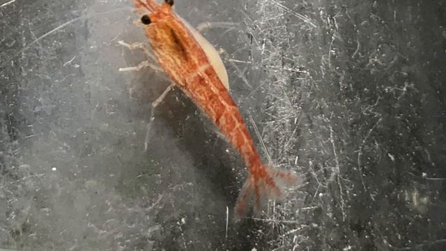 Planaria Eating Shrimp