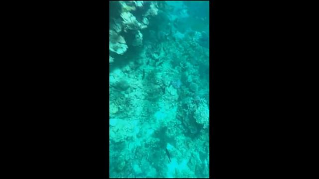 Невероятная подводная фауна и флора Красного моря!!! Коралловый риф, Египет, Шарм эль Шейх! смотреть онлайн
