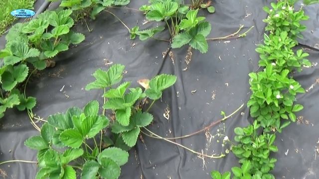 Как размножить клубнику на агроволокне? Просто! смотреть онлайн