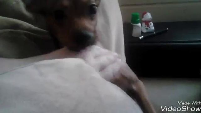 Как нападают той терьеры когда их раздражать смотреть онлайн