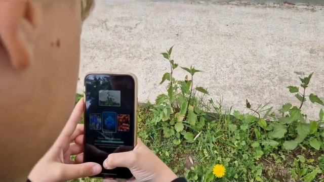 приложения для определения растений смотреть онлайн