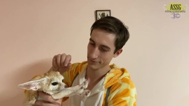 Лисня Стрелка стала мамой! Моя встреча с щеночками фенека смотреть онлайн