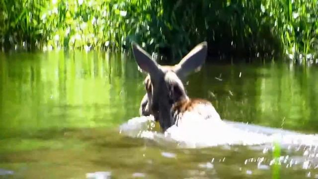 Жара и лоси