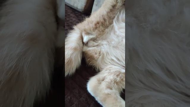 Предвестники родов у шотландской кошки смотреть онлайн