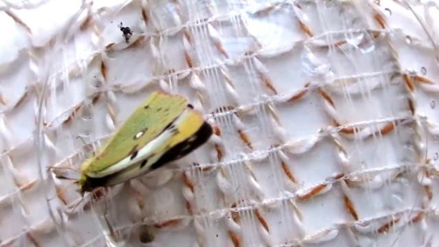 БАБОЧКА ЖЕЛТУШКА ЛУГОВАЯ. В МИРе животных глазами ребенка. Никита Нюняев. Одесса ноябрь 2017 смотреть онлайн