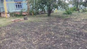 Результаты обработки участка. Всходы ржаной пшеницы.