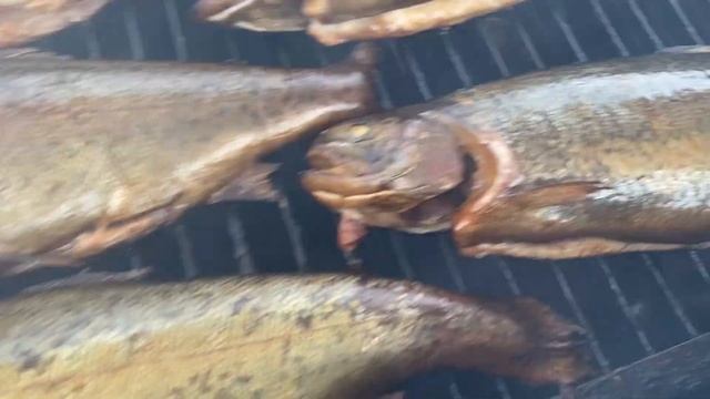 Делаем форель горячего копчения у нас на водоеме! смотреть онлайн