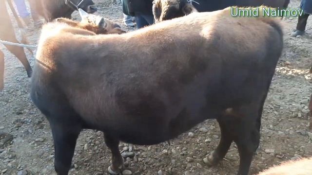 BUXORO G'IJDUVON MOL BOZOR .БУХОРО ГИЖДУВОН МОЛ БОЗОР.    14 октября 2020 г.