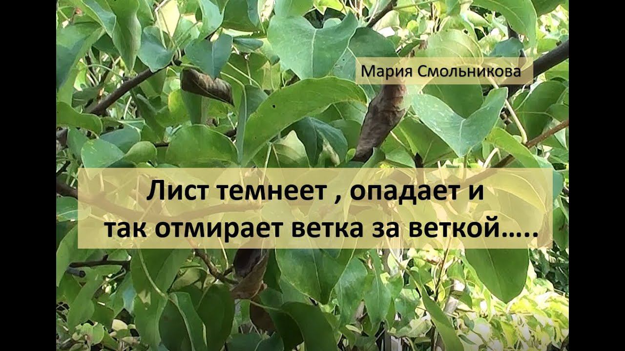 Лист темнеет,опадает и так отмирает вся ветка за веткой... смотреть онлайн