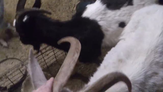 Ласковая коза смотреть онлайн