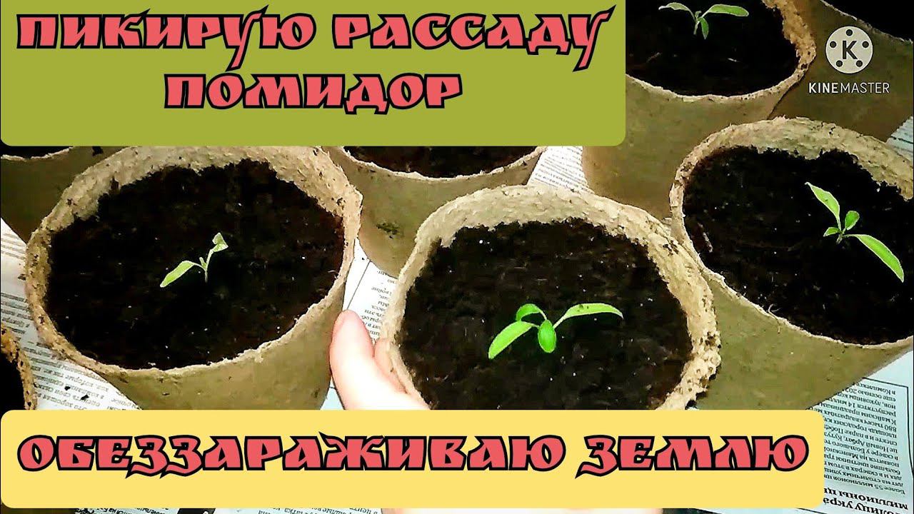 Пикировка рассады помидор / Обеззараживание земли / 29.03.22 смотреть онлайн