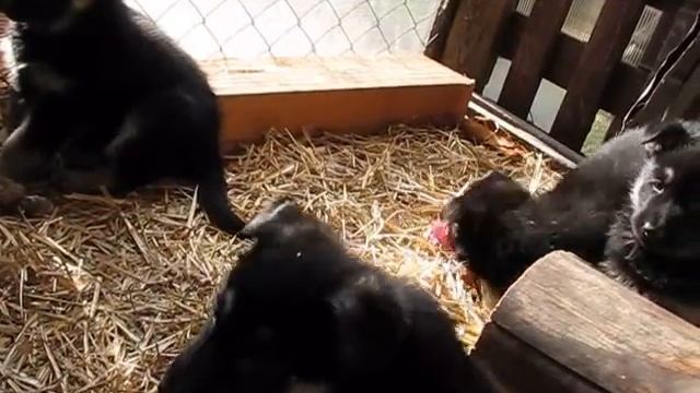 Щенкам ВЕО 1 месяц смотреть онлайн