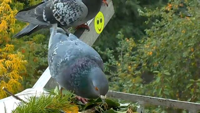 Голубь Красавец ФИЛИН! смотреть онлайн