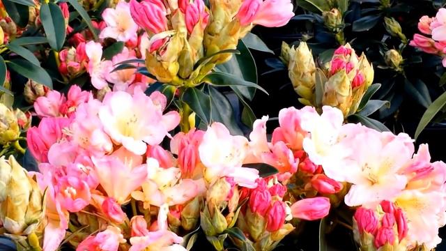 Best Garden Shrubs, Rhododendron Percy Wiseman смотреть онлайн