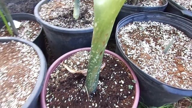 Amorphophallus titanum petioles coming out of dormancy in the spring смотреть онлайн