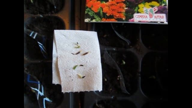 Выращивание статицы из семян(статице, лимониум, кермек)! / Grow statice from seed смотреть онлайн