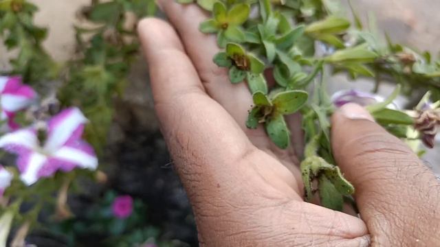 Petunia types 🌼 Summer variety, गर्मियों में जोरदार फूल देने वाला पिटूनिया का पौधा смотреть онлайн