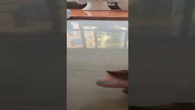 Широкий котенок смотреть онлайн