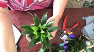 Драцена . Обрезка, пересадка, размножение.Dracaena. Pruning, transplantation, reproduction.