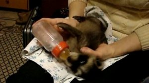 Кормление месячного енота
