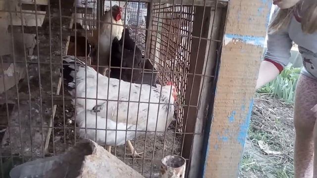 Утро в курятнике. Алиса кормит кур лопухами. смотреть онлайн