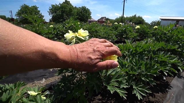 Пион Bartzella. Май 2018 смотреть онлайн