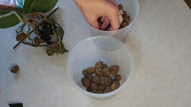 Исправляю ОШИБКУ при посадке Фаленопсиса/ Орхидея с пенька цветёт/ пересаживаю цветущую детку смотреть онлайн