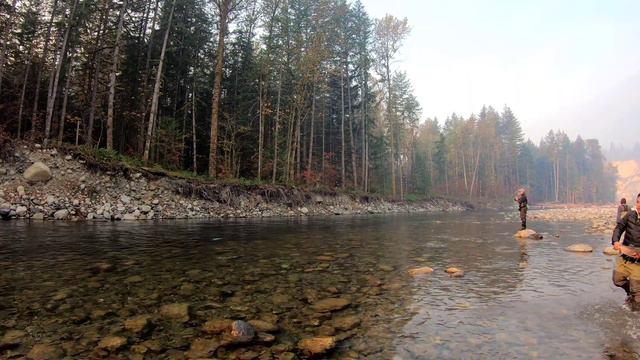 Part.2 Hunting for coho salmon, chum salmon, spring Chinook salmon at Vedder River chilliwack BC. смотреть онлайн