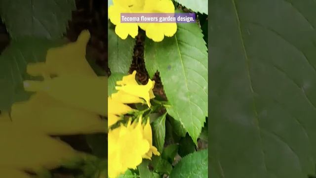 Tecoma flowers tree .Garden design ideas.Flowers Tree. #tecoma#flowers #gardening #design #shorts. смотреть онлайн