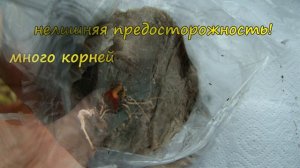 Клематисы из питомника Игоря Колодяжного