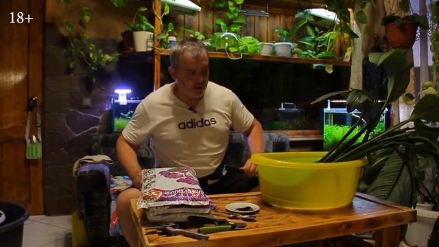 Спатифиллум СЕНСАЦИЯ/Размножение САМОГО дорогого ЦВЕТКА/ПОСАДКА в грунт для ОРХИДЕЙ смотреть онлайн