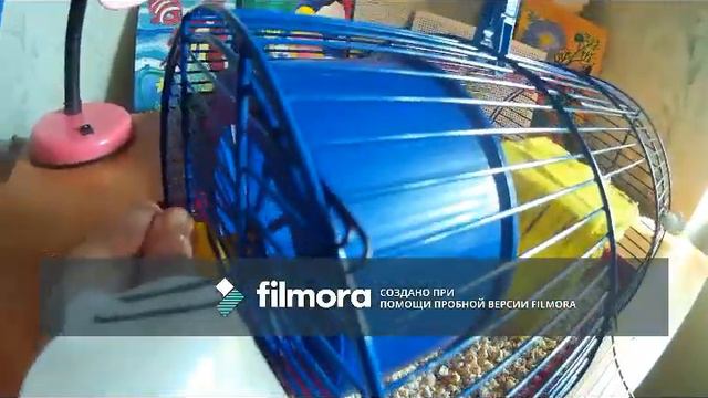 Что нужно для появления хомяка в доме? смотреть онлайн