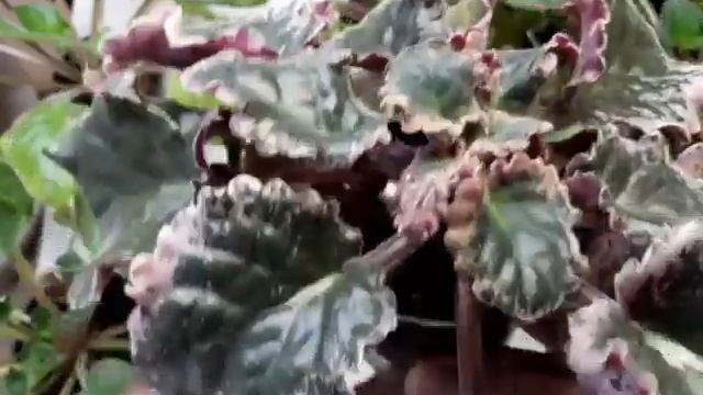 Ну почему они НЕ ЦВЕТУТ!!! эти фиалки??? Чего им не хватает? смотреть онлайн