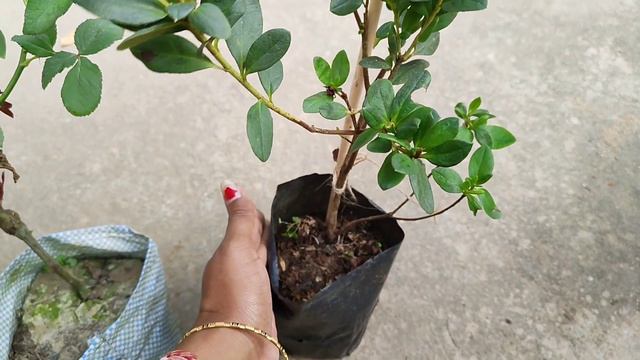 ଏବର୍ଷର ଶେଷ ଚାରା SHOPPING ll WINTER FLOWERING PLANTS ll ROSE AZALEA VERBENA CELOSIA ll ସୁନ୍ଦର ଫୁଲ ସବ смотреть онлайн