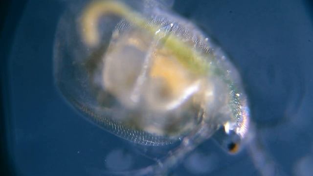 Water flea under the MICROSCOPE // invisible world смотреть онлайн
