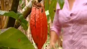 Производство Какао.