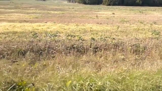 5 Лучшиx китайскиx металлоискателей 2020 года c АлиЭкспресс смотреть онлайн