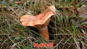 Карточки Домана Часть 11 Грибы!