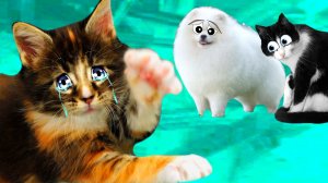 ПОМОГИТЕ КОТЁНКУ!