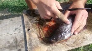 Как быстро убить рыбу.