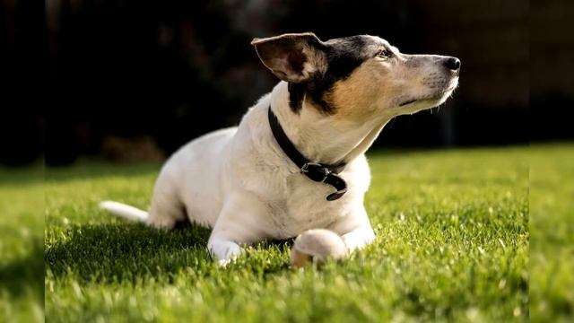 Джек рассел терьер. Плюсы и минусы, Цена, Как выбрать, Факты, Уход, История смотреть онлайн