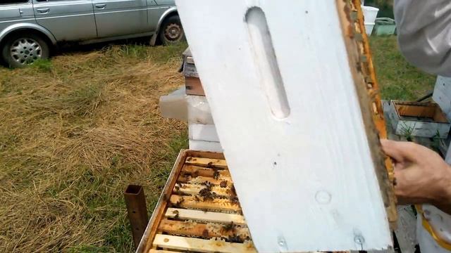 Акация 2020 плохой взяток, а малоформатники сработали отлично Отбор рамок на откачку смотреть онлайн