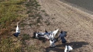 тренировки Почтовых голубей 200км