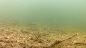 Цикада под водой Окунь Щука Реакция рыбы на Цикаду