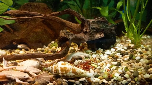Лягушка карликовая (Hymenochirus boettgeri) - Кормление. смотреть онлайн