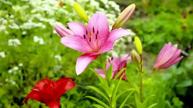 Хитрая свекровь оформила квартиру сына и невестки на себя Но умная сноха устроила ей сюрприз смотреть онлайн