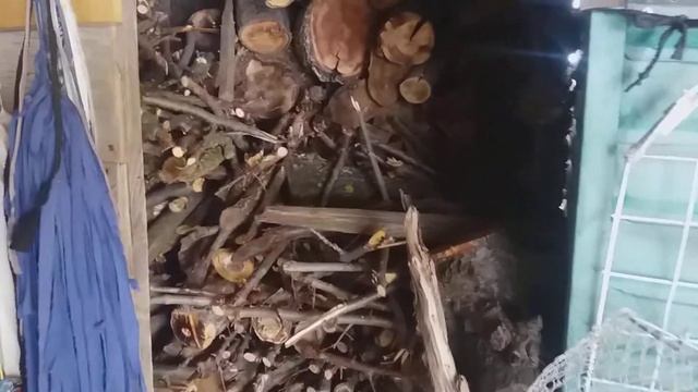 КРАСАВЕЦ ТЁМНО СИНИЙ ШМЕЛЬ НА НАШЕЙ ДАЧЕ смотреть онлайн