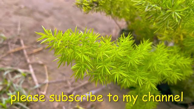 Asparagus Meyeri Care / Fertilizer