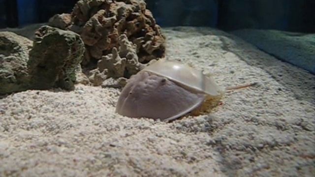 Molting horseshoe crab смотреть онлайн